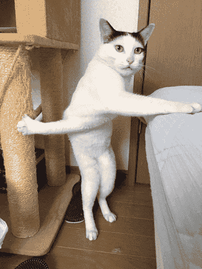 A cat standing on two legs with one hand on a bed and the other one stretched in the opposite direction - in a stuck position
